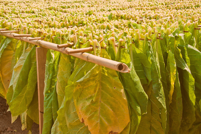 Industries Tobacco distributors