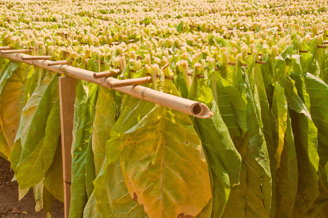 Tobacco distributors 